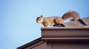 How can i get rid of squirrels. How To Get Rid Of Squirrels From Your Attic Garden Or Bird Feeder