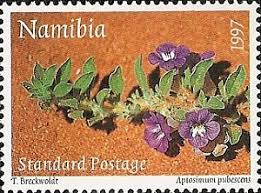 Image result for Aptosimum procumbens