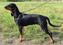 Image result for jurský honič