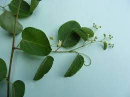 Image result for Helinus integrifolius