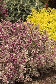My Monet Weigela