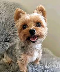 Image result for yorkshire haircut