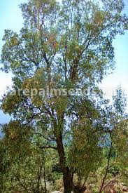 Image result for Quillaja saponaria