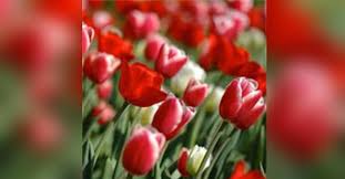 Mrs. Sue Abercrombie Obituary