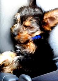 Sleepy Little Chorkie Pets I Love Dogs Yorkie