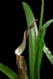 This plant can definitely take its time when it comes to getting established but is well worth the wait. Cryptocoryne Crispatula Var Flaccidifolia