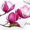 Magnolia flowers coloring pages printable coloring page image for kids of all ages. 1