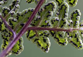 Image result for Aleuritopteris welwitschii