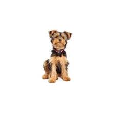 Lower priced & adoption puppies now available at teacup & toy pets! Yorkshire Terrier Puppies Petland Frisco Tx