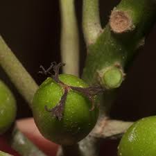 Image result for Uapaca guineensis