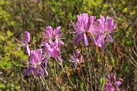 Image result for Aeschynomene mossoensis