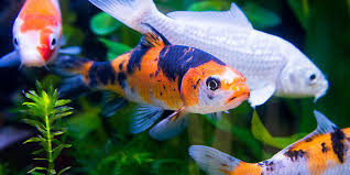 Ikan koi juga bagus di dalam aquarium.karna bentuk dan warnanya yang sangat cerah.cocok untuk hiasan di dalam rumah.karna selain untuk hiasan dirumah koi jug. 13 Ikan Hias Air Tawar Yang Bisa Dicampur Di Satu Akuarium Pintarpet