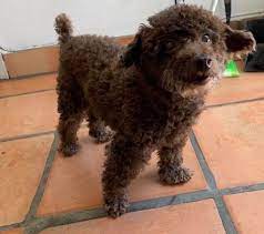 San diego animal welfare coalition statistics. Poodle Dog For Adoption In San Diego California Douglas In San Diego California Dog Adoption Rescue Dogs For Adoption Poodle