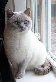 British Shorthair Cream Lilac Colour Point Free To Good Home British Shorthair Cats Cute Cats And Kittens Cats