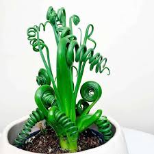 Image result for Albuca virens