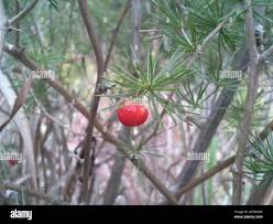 Image result for Asparagus laricinus