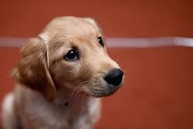 Maybe you would like to learn more about one of these? New Jersey May Be Getting A State Dog