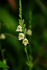 Image result for Achyrospermum aethiopicum