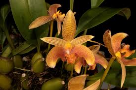 Image result for Bulbophyllum