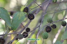 Image result for Guazuma