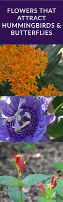 Butterflies and hummingbirds find them irresistible, and you'll love them as cut flowers, too. Flowers That Attract Hummingbirds Butterflies These Mississippi Native Plan Flowers That Attract Hummingbirds How To Attract Hummingbirds Hummingbird Plants