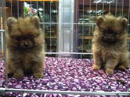 Olx Ph By Sulit Com Ph The Philippines 1 Buy And Sell Website Pomeranian Puppy Pomeranian Puppy Teacup Cute Dogs