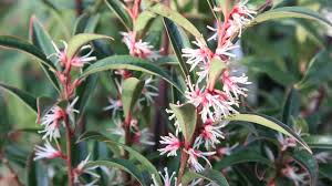 Image result for Vahlia digyna