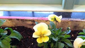 Local storm report app help. Learn How To Plant A Pansy Sunday At Cole Gardens