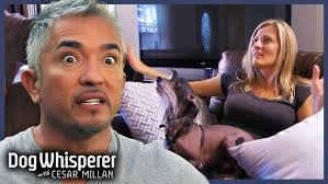 Meet the Chinese Crested