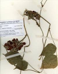 Image result for Rhynchosia nyasica