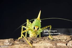 Image result for Keetia hispida