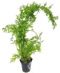 Image result for Ceratopteris thalictroides