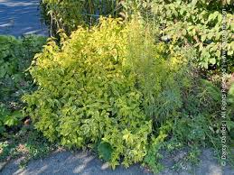 Image result for Cissus guerkeana