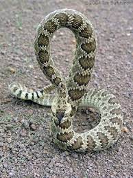 Institute Of Jurassic Technology Mojave Green Rattler Story Zombie Dog Cometh Mojave Rattlesnake Rattlesnake Snake
