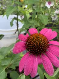 'ruby star' forms a tall, narrow upright profile in the garden that is perfect for the middle or back of any garden that grows in full sun. Echinacea Pur Ruby Star Coneflower Ruby Star 1 Behmerwald Nursery