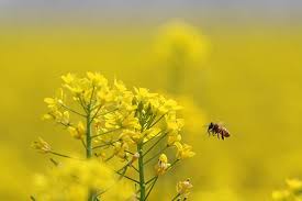 Maybe you would like to learn more about one of these? Attracting Bees To Your Garden Topline Ie