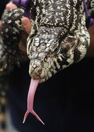 Black And White Lizard In Georgia Via 500px Black And White Tegu By Chuck Kirman Tegu Lizard Lizard Cute Reptiles