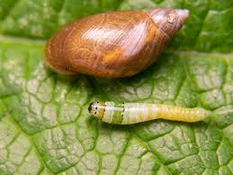 Leucochloridium paradoxum · iNaturalist