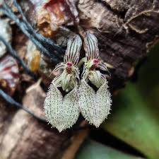 Image result for Bulbophyllum vulcanicum