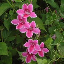 Image result for Asystasia intrusa