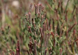 Image result for Salicornia perrieri
