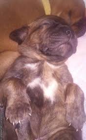 Looking for a mastiff puppy or dog in florida? Bull Mastiff Puppies For Sale For Sale In Lakeland Florida Classified Americanlisted Com