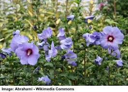 This shrub's flowers are ruffled and have a bicolored look with white petals and dark red centers. Rose Of Sharon Hibiscus Syriacus Care Varieties Pruning And More