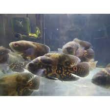 Harga ikan oscar jenis ini cukup mahal, setara dengan jenis lemon, yaitu sekitar rp 140.000 an per ekornya untuk harganya ikan ini juga masuke ke dalam jenis ikan oscar yang memiliki harga termahal, yaitu sekitar rp 150.000 untuk. Ikan Oscar Tiger Oscar Batik Membeli Jualan Online Alat Perawatan Dengan Harga Murah Lazada Indonesia