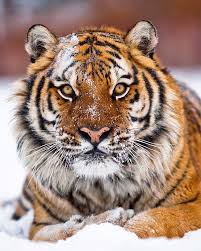 Beautiful Wildlife Amur Tiger By Suhaderbent Known Also As Siberian Manchurian Or Ussurian Tiger Amur Tiger Tiger Majestic Animals