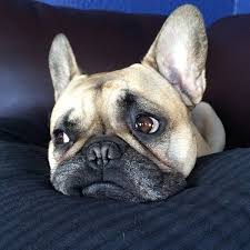 Pin On French Bulldogs