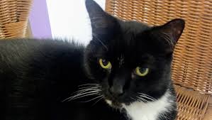 For a senior, he still gets around pretty well. Tippy The Cat Just Wants To Love You Dogs Cats Forever