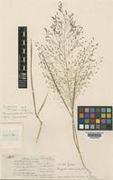 Image result for Eragrostis aspera