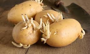 Makanan pokok adalah makanan yang dimakan secara rutin, bahkan dimakan penduduk amerika selatan biasanya mengonsumsi ubi kayu, ubi jalar, dan kentang sebagai makanan pokok mereka. Fakta 5 Sebab Perlu Berhenti Mengambil Ubi Kentang Bertunas