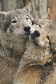Sweet Valentine S Day Animals Wild Animals Pictures Beautiful Wolves
